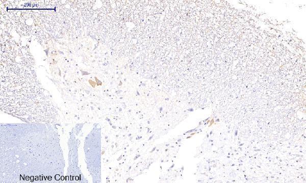 a03964t287 camk2b primary antibodyes ihc testing 13