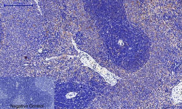 a03964t287 camk2b primary antibodyes ihc testing 14