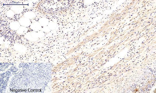 a03964t287 camk2b primary antibodyes ihc testing 2