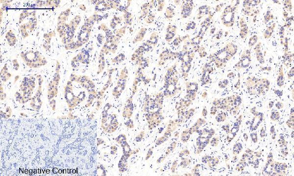 a03964t287 camk2b primary antibodyes ihc testing 3