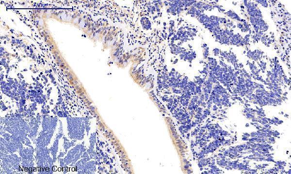 a03964t287 camk2b primary antibodyes ihc testing 4