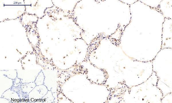 a03964t287 camk2b primary antibodyes ihc testing 5
