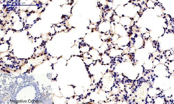 a03964t287 camk2b primary antibodyes ihc testing 8