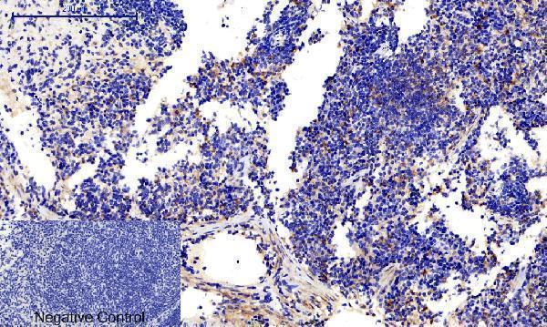 a03964t287 camk2b primary antibodyes ihc testing 9