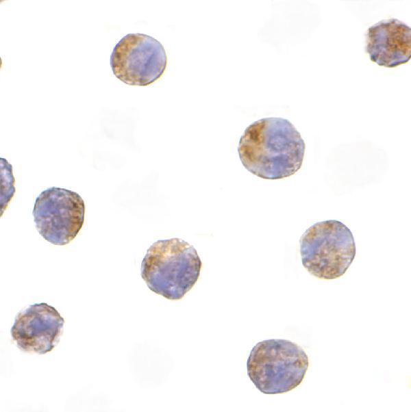 a03965 2 ticam2 primary antibodies icc testing 2
