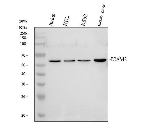 a03965 icam2 primary antibodies wb testing 1