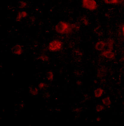 a03966 vgf primary antibodies if testing 3