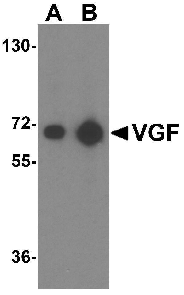 a03966 vgf primary antibodies wb testing 1