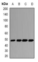 a03968 gsdmb primary antiboties wb testing 1