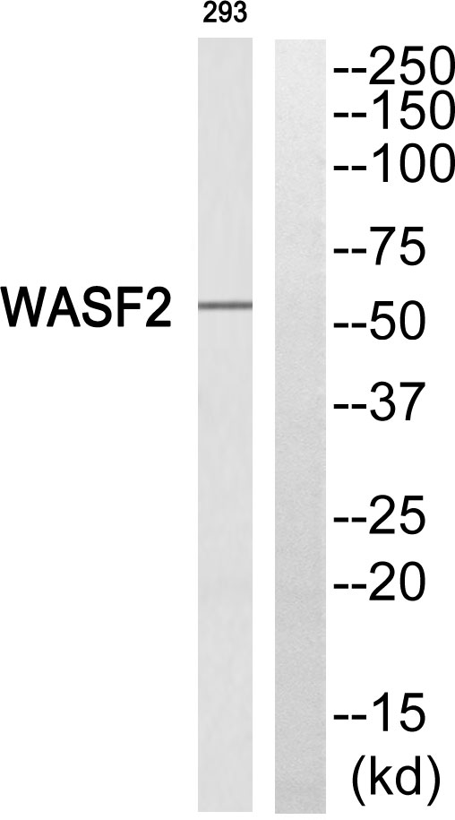 Western blot analysis of WASF2 Antibody