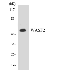 Western blot analysis of the lysates from K562 cells using WASF2 antibody
