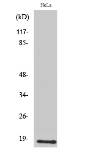 Western Blot analysis of various cells using UBE2D2 Polyclonal Antibody diluted at 1:2000