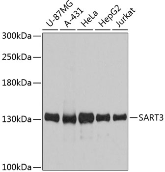 Western blot analysis of extracts of various cell lines, using SART3 antibody  at 1:3000 dilution