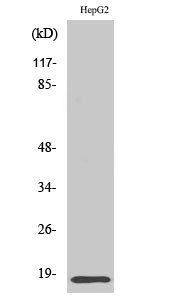 a03975 1 id4 primary antibodies wb testing 2