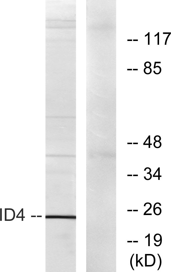 a03975 1 id4 primary antibodies wb testing 3