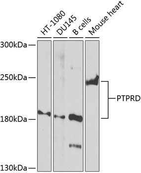 Western blot analysis of extracts of various cell lines, using PTPRD Antibody  at 1:1000 dilution