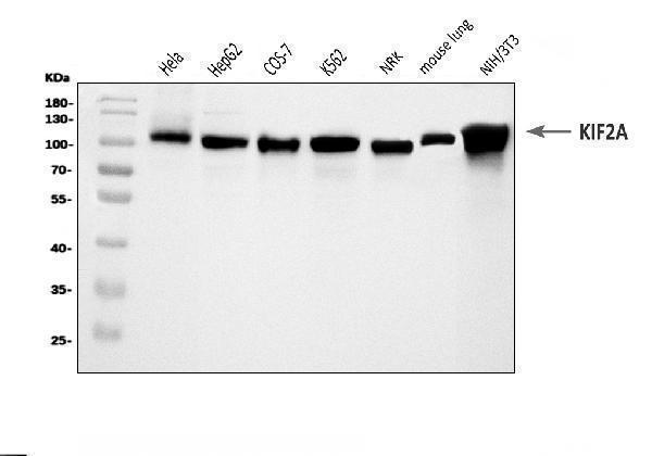 a03979 1 kif2a primary antibodies wb testing 1