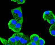 ICC staining MEK5 in Hela cells (green)