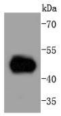 Western blot analysis of MEK5 on Hela cells lysates using anti-MEK5 antibody at 1/1,000 dilution