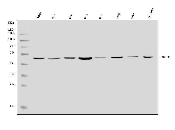 a03980 3 map2k5 primary antibodies wb testing 1