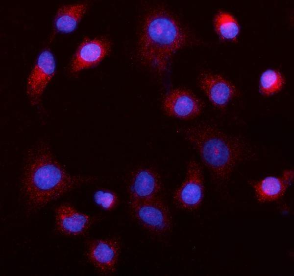  IF analysis of MEK5/MAP2K5 using anti-MEK5/MAP2K5 antibody (A03980-4)