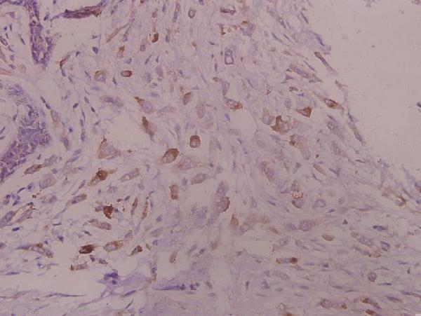 a03981 kcna3 primary antiboties ihc testing 2