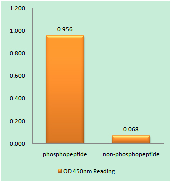 a03981y187 kcna3 primary antibodies elisa testing 1
