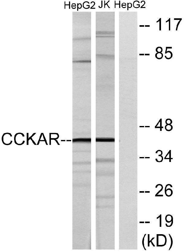 a03985 cckar primary antibodies wb testing 2