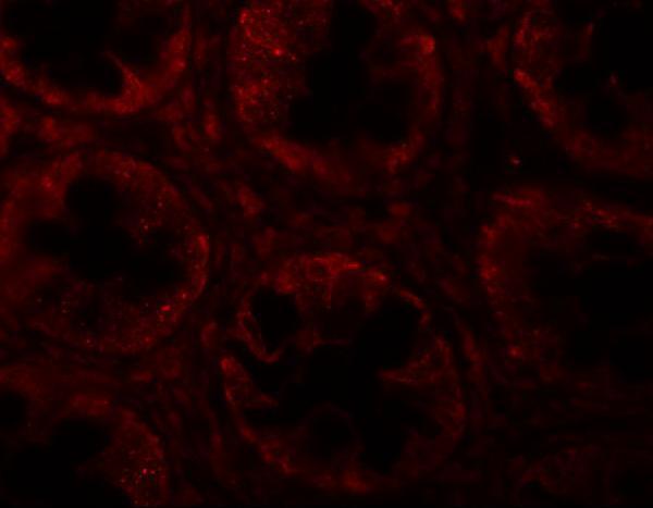 Immunofluorescence of SLAMF1 in human colon tissue with SLAMF1 antibody at 20 μg/mL