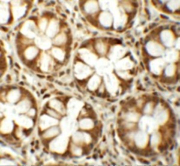 Immunohistochemistry of SLAMF1 in human colon tissue with SLAMF1 antibody at 5 μg/mL