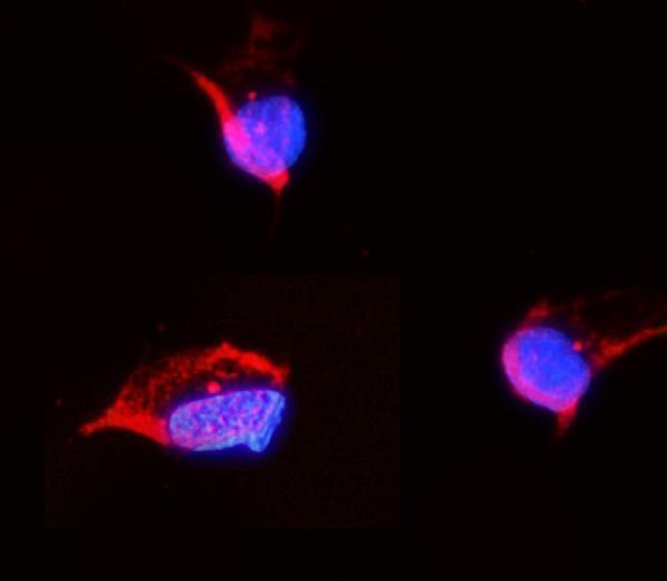 a03989 1 tubulin alpha primary antibodies if testing 4