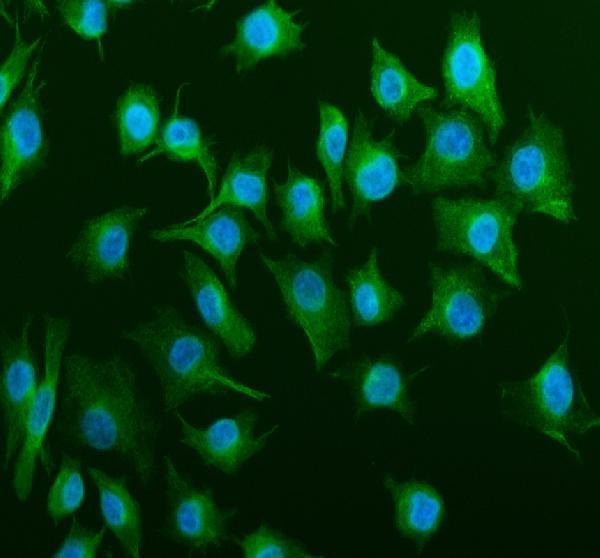 a03989 2 tubulin alpha primary antibodies if testing 5