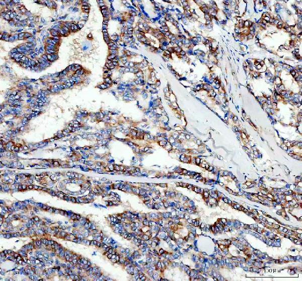 a03989 2 tubulin alpha primary antibodies ihc testing 3