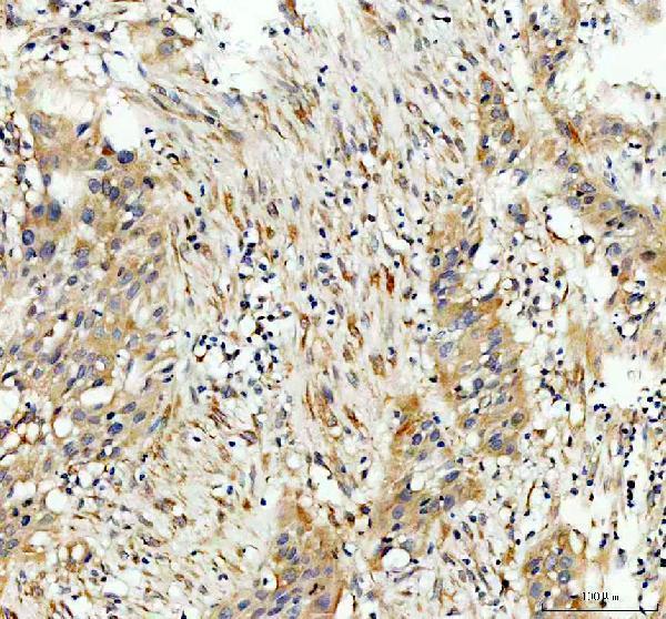 a03989 2 tubulin alpha primary antibodies ihc testing 4