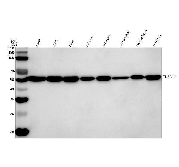a03989 2 tubulin alpha primary antibodies wb testing 1