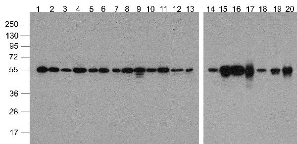 a03989 biotin tuba1a primary antibodies wb testing 1