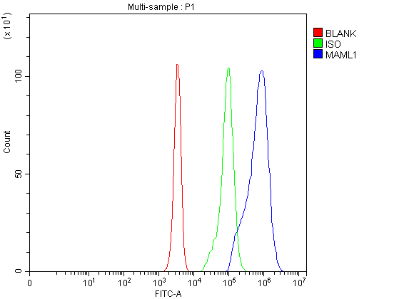 a03990 2 maml1 primary antibodies fcm testing 1
