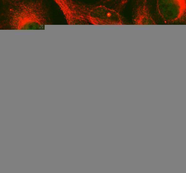 a03990 2 maml1 primary antibodies if testing 1