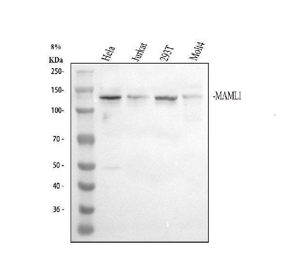 a03990 2 maml1 primary antibodies wb testing 1_1
