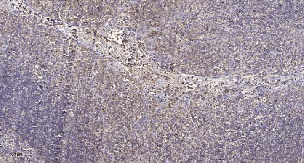 Immunohistochemical analysis of paraffin-embedded human tonsil