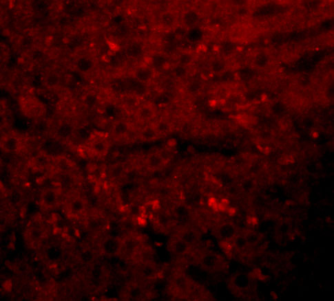 a03994 1 kdm3a primary antibodies if testing 5