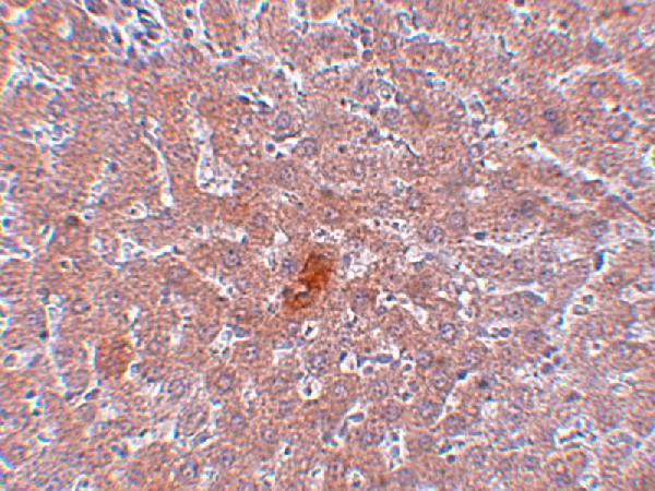 a03994 1 kdm3a primary antibodies ihc testing 4