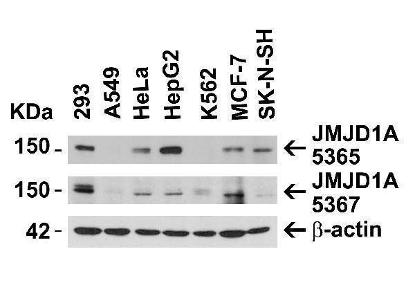 a03994 1 kdm3a primary antibodies wb testing 2