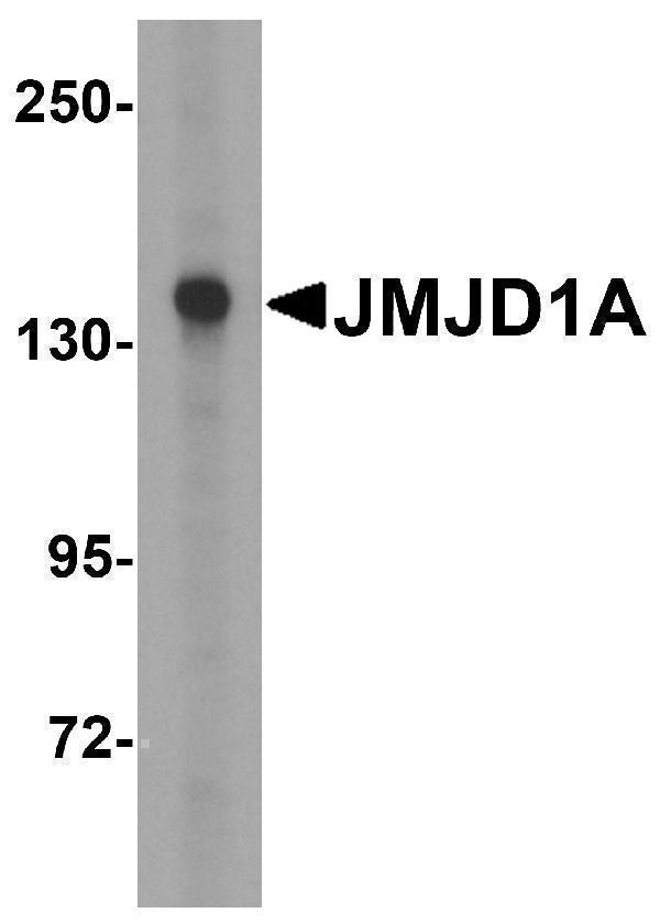 a03994 1 kdm3a primary antibodies wb testing 3