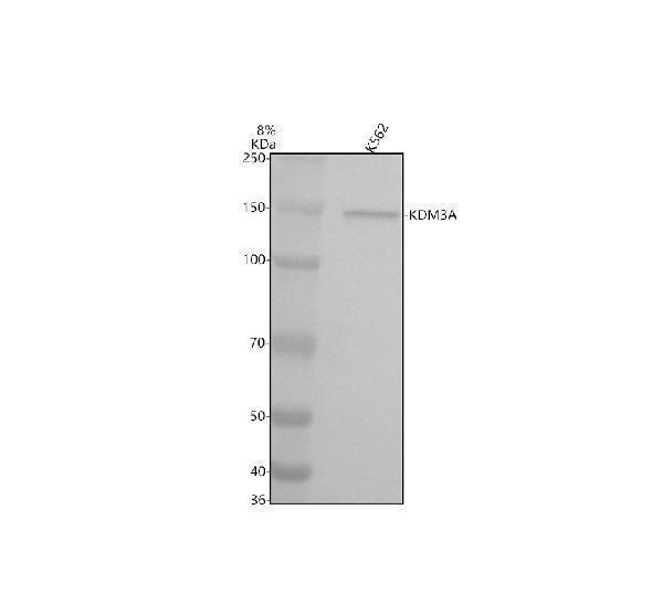 a03994 2 jmjd1a kdm3a primary antibodies wb testing 1