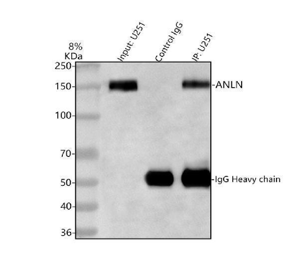 Immunoprecipitating Anillin/ANLN in U251 whole cell lysate