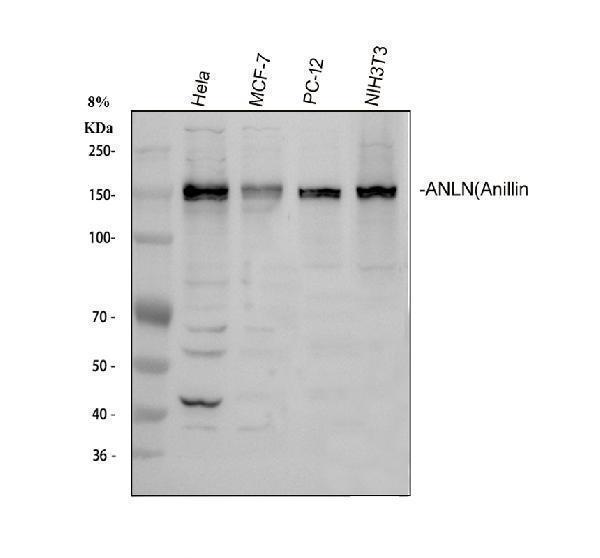  Western blot analysis of Anillin/ANLN using anti-Anillin/ANLN antibody (A03997-1)