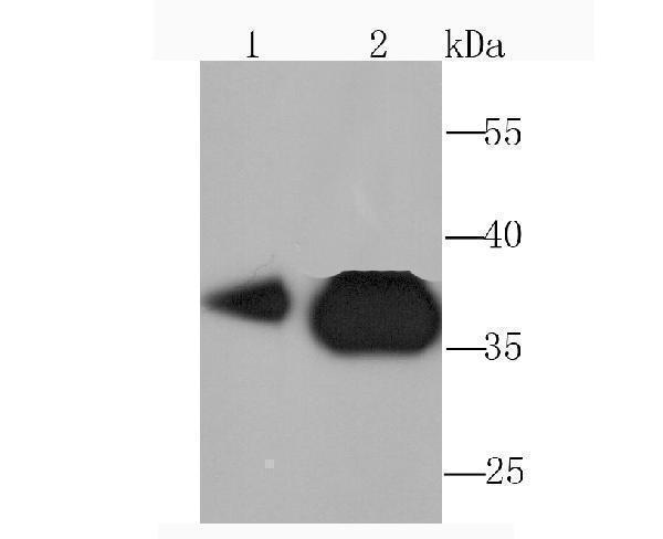 Western blot analysis of Pyruvate Dehydrogenase E1 beta subunit on HepG2 (1) and Hela (2) cell lysate using anti-Pyruvate Dehydrogenase E1 beta subunit antibody at 1/1,000 dilution