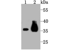 Western blot analysis of Pyruvate Dehydrogenase E1 beta subunit on mouse kidney tissue (1) and PC-12 (2) cell lysate using anti-Pyruvate Dehydrogenase E1 beta subunit antibody at 1/1,000 dilution