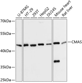 a04003 cmas primary antiboties wb testing 1